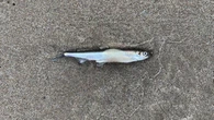 Scientists suspect lethal virus behind countless fish washing up dead in Lake Huron