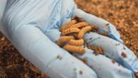 Insects could be the future of animal feed