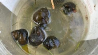 Die-off of hundreds of snails brings foul smell to Lake Micmac
