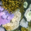 Australia's Great Barrier Reef sees sharp decline in coral cover in 2 regions