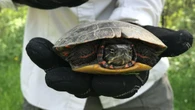 Turtle taxi service seeks Quebec volunteers to transport injured reptiles to rehab
