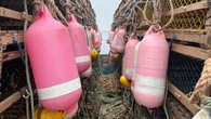 Lennox Island says it will defend treaty rights after DFO seizes lobster traps