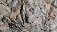 95-million-year-old fossil tracks found in northeastern B.C., says paleontologist