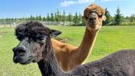 Here's why alpacas are getting the love — from the UN to Alberta Open Farm Days