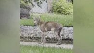 Winnipeg residents worried about sick coyote spotted in Lord Roberts over summer
