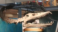 Vancouver Island fossil hunters honoured in naming of prehistoric sea monster