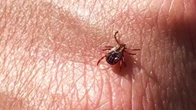 Do a tick check every time you spend time outside, Guelph and area health unit says