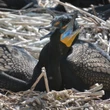 Cormorants and their acidic poop are causing a stink on Toronto islands. What can be done?