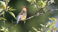 Best Bird in B.C. contest returns for a second year