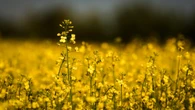 'We've taken a huge hit': Alberta canola farmers face uncertainty due to Chinese tariffs