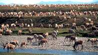 Here's what the Trump presidency could mean for the Porcupine caribou herd