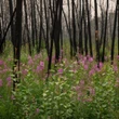 Wildfire damage casts shadow on another Canadian tourism season
