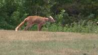 Increase of mange cases in foxes a concern for Guelph Humane Society