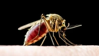 Mosquitos in Waterloo region test positive for West Nile virus