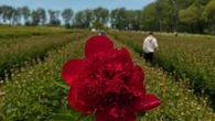 U-pick flower farms blossoming in Chatham-Kent