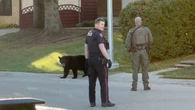 Calgary black bear tranquilized, relocated as hibernation nears