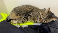 Meet ORNGE Sudbury's four-pawed mouser, Zulu