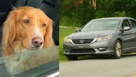 How this couple recovered their stolen car — and their dog