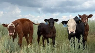 Udderly relaxed: How massaging newborn calves might make them heavier, healthier