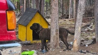 Dog attack on toddler in Carmacks, Yukon, leads to new agreement on animal control