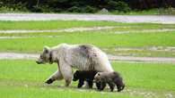 After highway death of beloved white grizzly bear in B.C., experts look for lessons