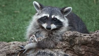 Health officals urge caution as cases of raccoon rabies surge in southern Quebec