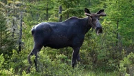 Pimicikamak Cree Nation calls on moose hunters to return licences, citing scarcity concerns