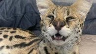 Serval owner says regulation and permitting for exotic cats is needed, not a full-on ban