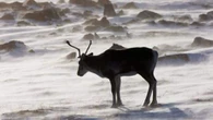 Nunavut gov’t proposes a tenfold increase to Baffin Island caribou harvest
