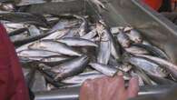 DFO defends cut to herring quota that company claims forced N.B. layoffs