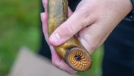 Sea lamprey trap in Thunder Bay, Ont., aims to protect Great Lakes from invasive species