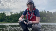 Increased cyanobacteria reports in New Brunswick linked to public awareness and extreme climate