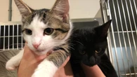 30 cats surrendered to P.E.I. Humane Society, adding strain during busy kitten season