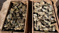 P.E.I. oyster fishers 'feeling pain' as companies stop buying due to risk from MSX