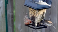Councillor calls for tighter wildlife feeding rules to control rodents