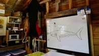 On Big Tancook Island, researchers are starting to fill in the gaps on white sharks