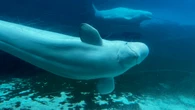 Ban breeding and entertainment as condition to ship Marineland whales to U.S., animal rights group urges