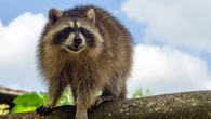 Presumptive case of rabies identified near St. Stephen, testing underway