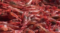 Latest stock assessment offers hope for N.S. northern shrimp industry