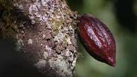 Saskatchewan's chocolatiers face a cocoa conundrum: raise their prices or reduce size