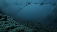 David Attenborough warns we’re losing an undersea rainforest every year