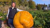 Great gourds: P.E.I.'s giant pumpkin growers nervous before this year's weigh-off