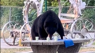 Trap set for picnic-stealing black bear in Burnaby following viral video