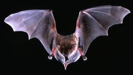 'Leave them alone': Expert shares how to stay safe after rabid bats found in Brantford, Centre Wellington