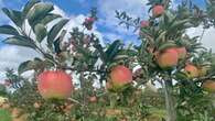 These London-area farmers say this year's apples are some of the biggest ever