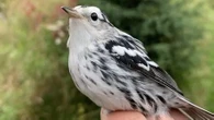 McKellar Island Bird Observatory in Thunder Bay, Ont., reports increase in local bird populations