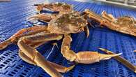 With crab season underway, potential job action looms for fish plant workers without a contract