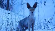 This unusual fox keeps being spotted in Yellowknife