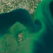 What's slimy, green and flourishing thanks to climate change?