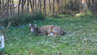 Deer in distress in Kenora, Ont., sparks calls from resident for more wildlife support